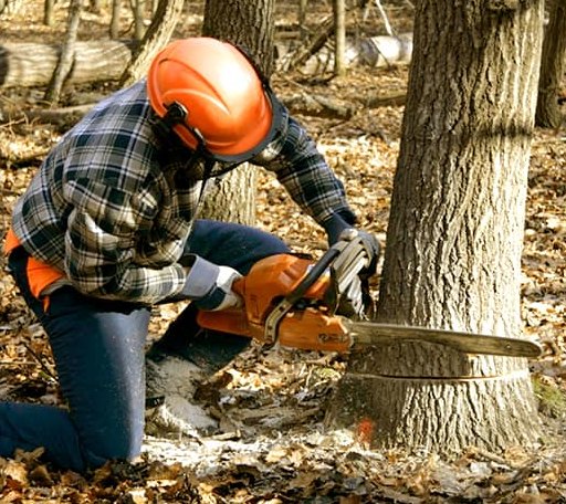 Tree Removal in Hanover, MI